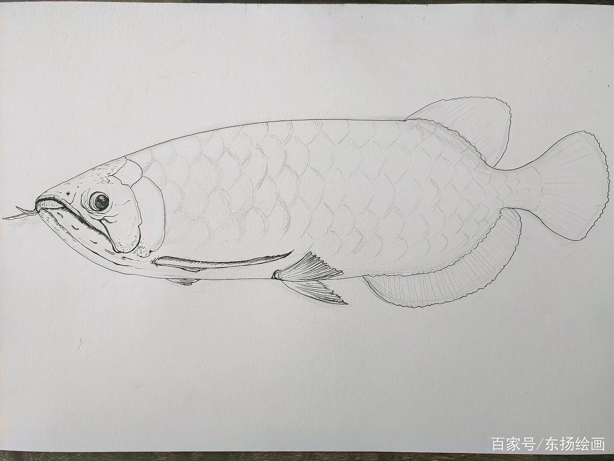 有沒(méi)有適合初學(xué)者的金龍魚(yú)線描教程？