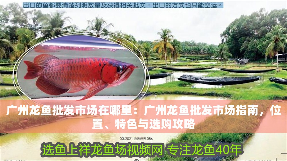 廣州龍魚(yú)批發(fā)市場(chǎng)在哪里：廣州龍魚(yú)批發(fā)市場(chǎng)指南，位置、特色與選購(gòu)攻略