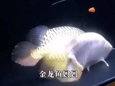 金龍魚父親節直播文案：金龍魚父親節特別直播文案