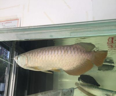 龍魚做掉眼手術失?。糊堲~掉眼手術可以作為一種治療手段，但手術失敗的可能性