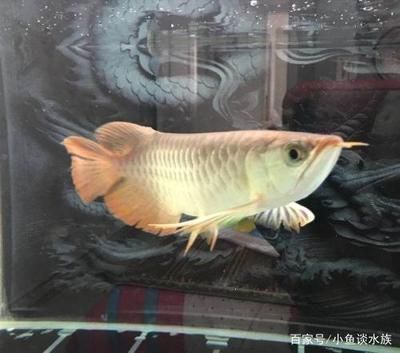 龍魚做掉眼手術失?。糊堲~掉眼手術可以作為一種治療手段，但手術失敗的可能性