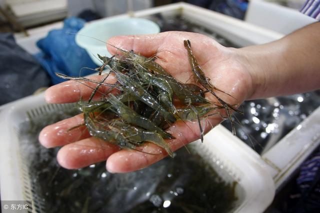 龍魚不吃干蝦：龍魚不喜歡吃干蝦嗎？