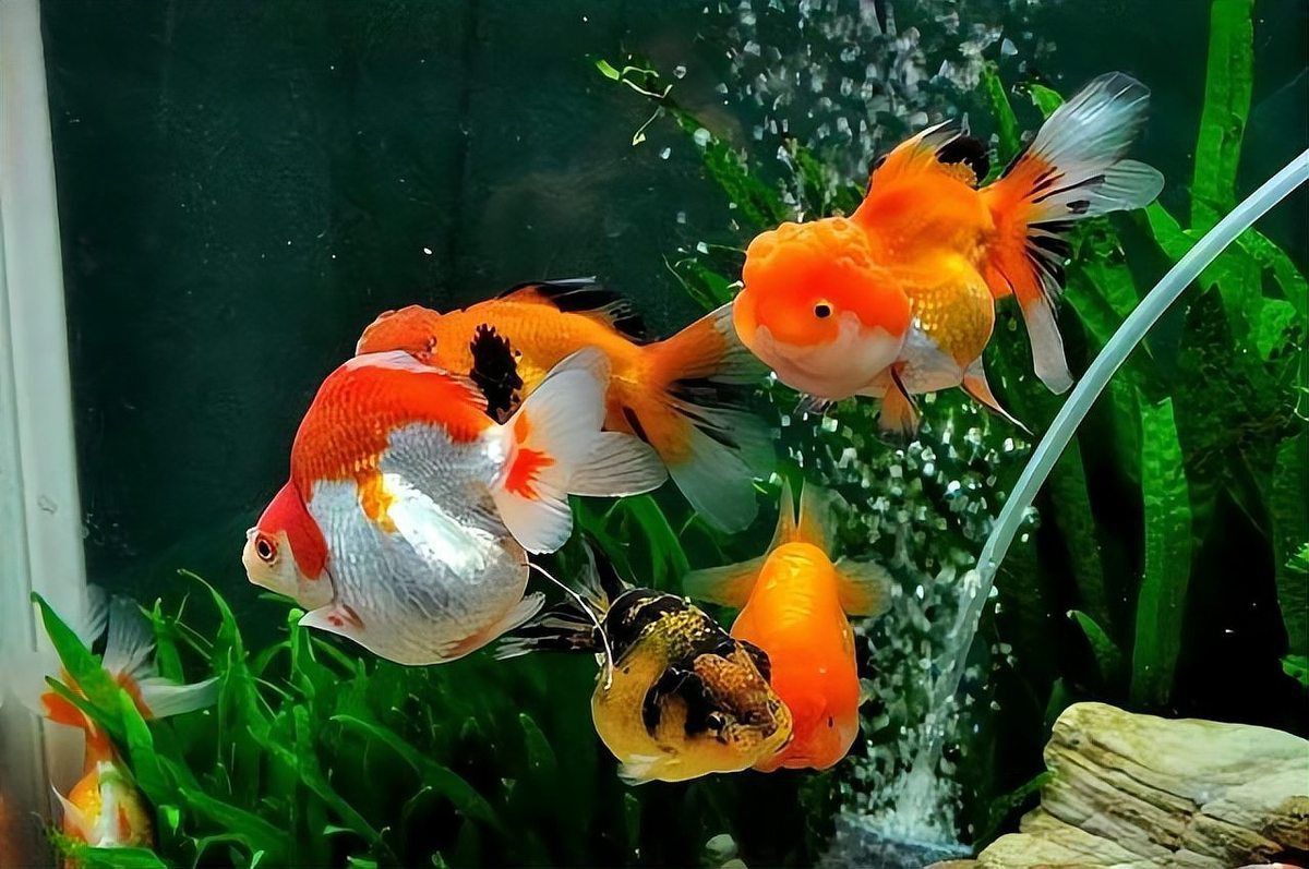 金魚趴缸底時(shí)應(yīng)該如何處理？