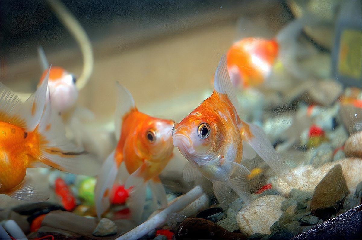 金魚趴缸底時(shí)應(yīng)該如何處理？