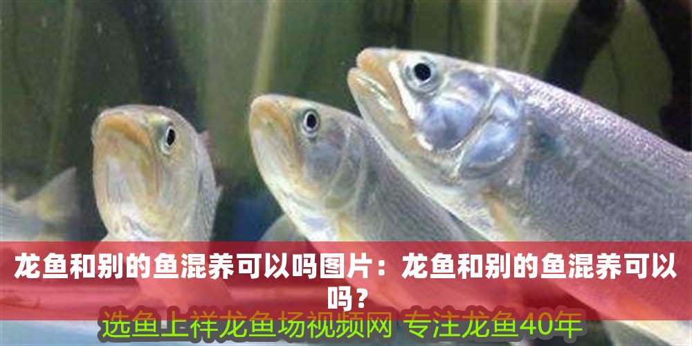龍魚和別的魚混養可以嗎圖片：龍魚和別的魚混養可以嗎？