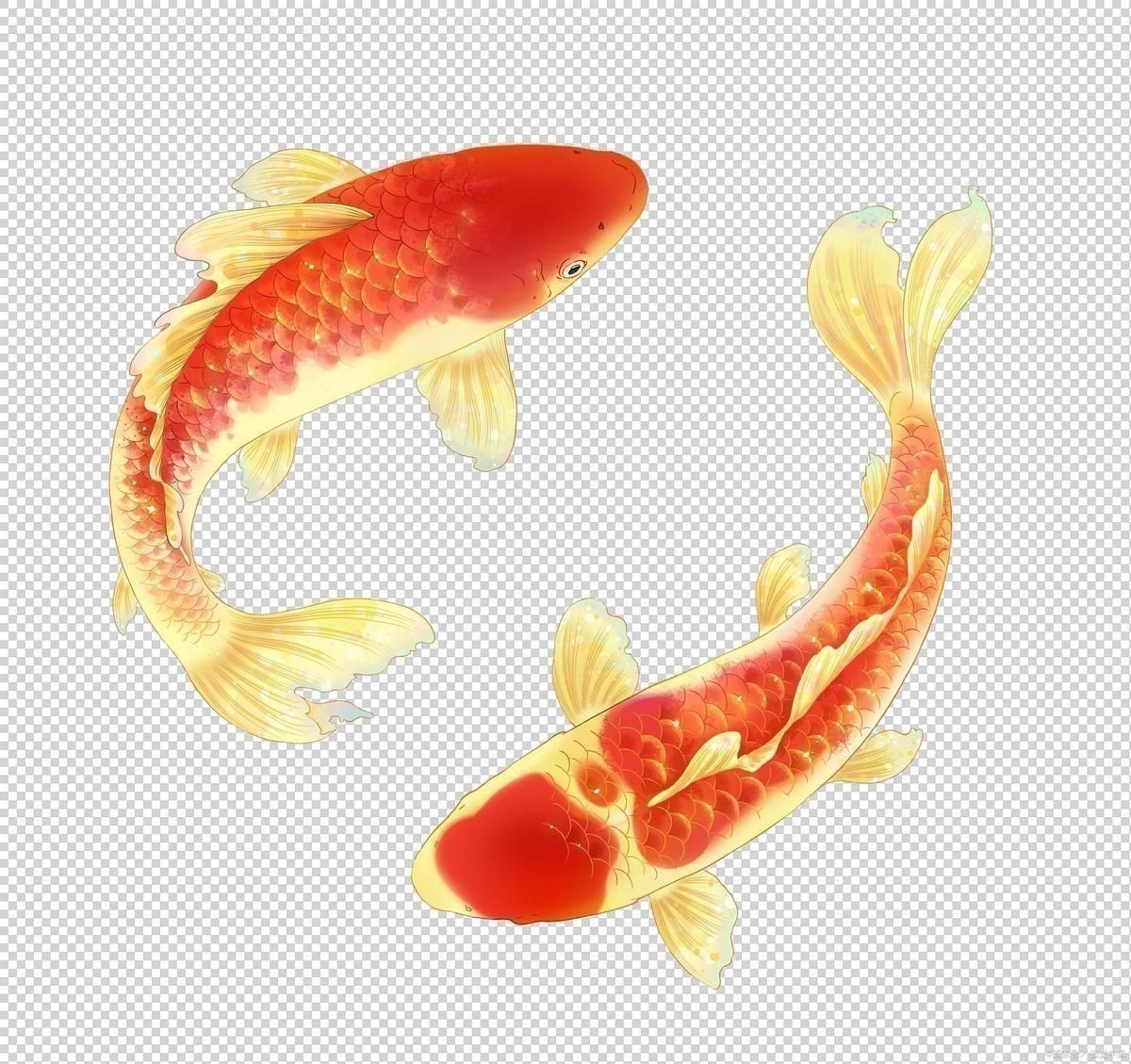 鯉魚的寓意和象征