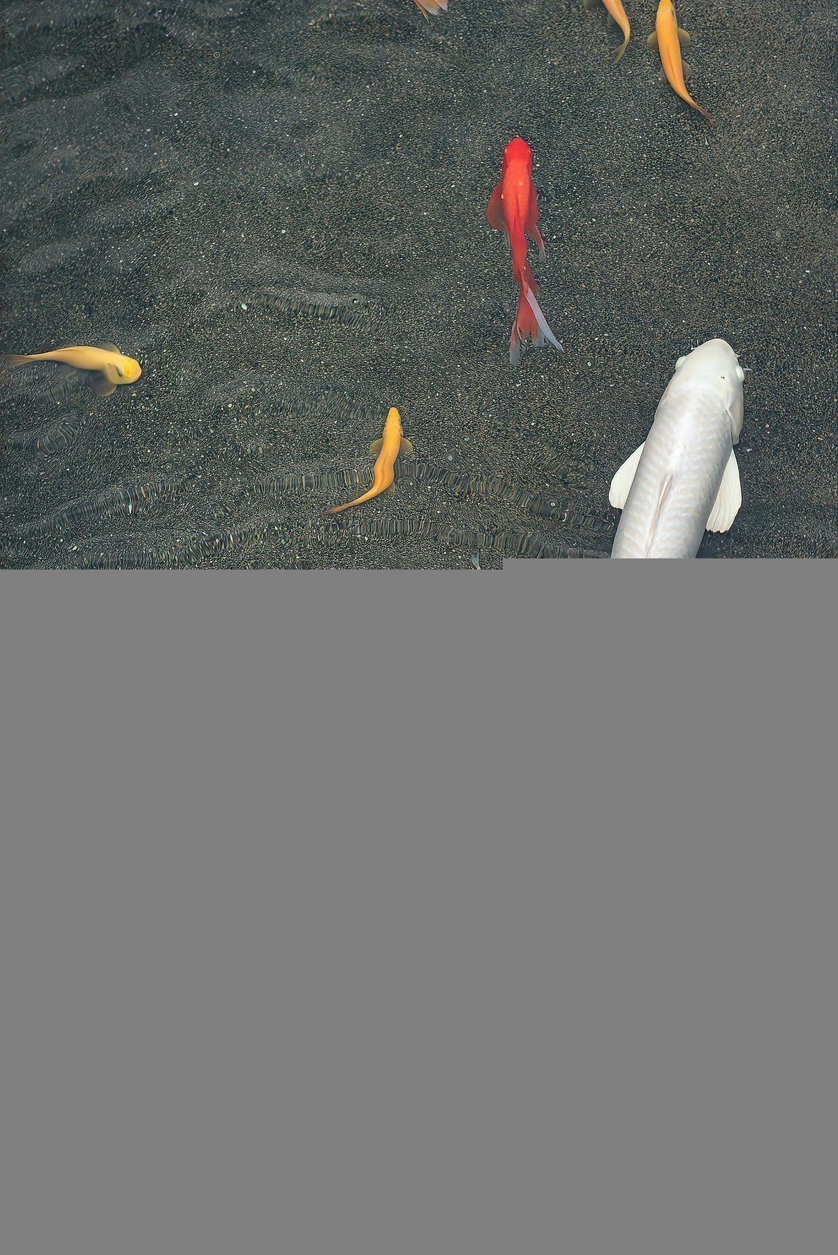 鯉魚的寓意和象征