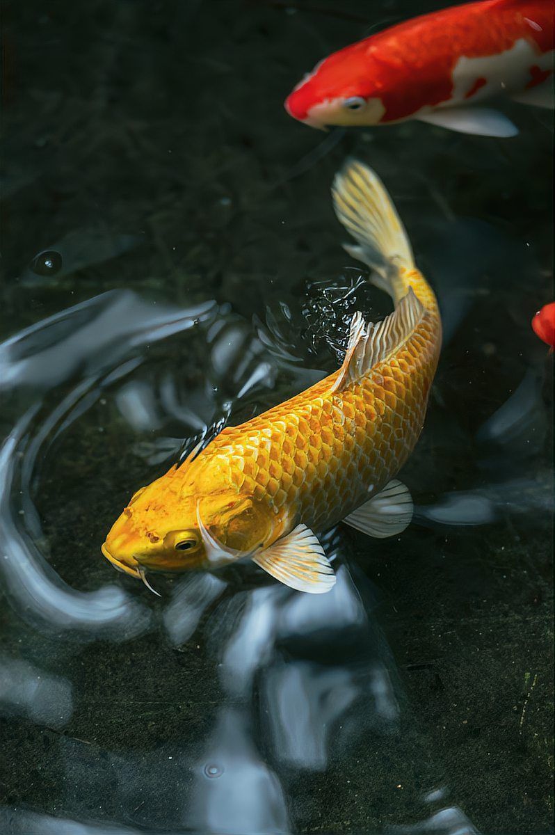 鯉魚的寓意和象征