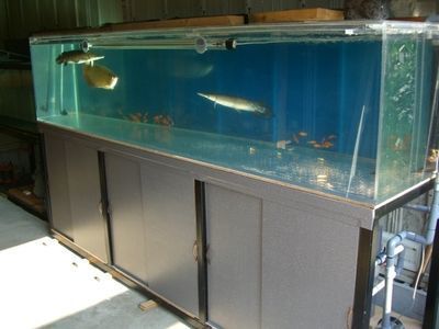 小金龍魚缸尺寸圖（小金龍魚缸尺寸）