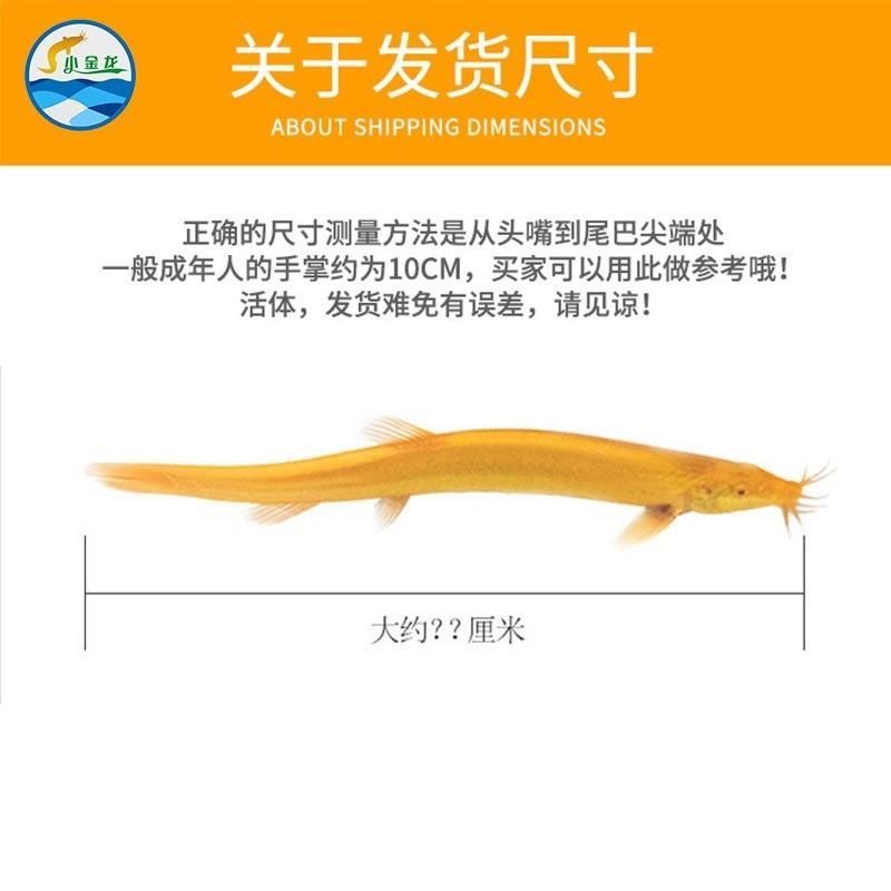 小金龍魚缸尺寸圖（小金龍魚缸尺寸）