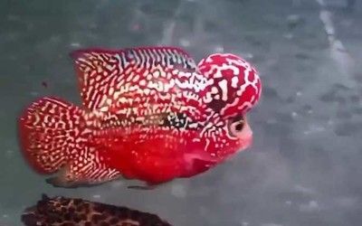 龍魚蒙眼病金霉素用多少（如何治療龍魚蒙眼病）
