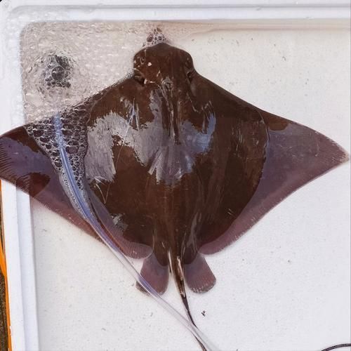 魔鬼魚的品種圖片