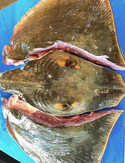 魔鬼魚的品種圖片
