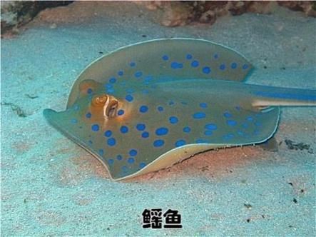 魔鬼魚的品種圖片