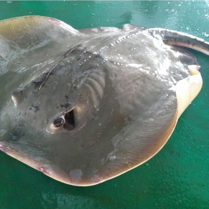 魔鬼魚的品種圖片