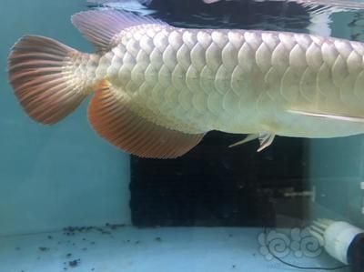 龍魚掉眼并不是因為體型或年齡，而是由于多種因素影響：龍魚為什么會掉眼 龍魚掉眼并不是因為體型或年齡，而是由于多種因素影響：龍魚為什么會掉眼 龍魚百科 第1張