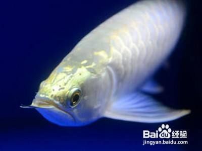 龍魚趴缸解決方法（龍魚趴缸后如何快速恢復(fù)）