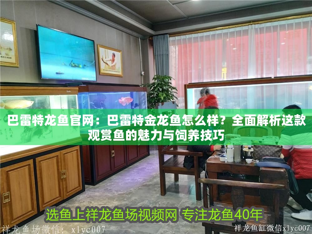 巴雷特龍魚官網：巴雷特金龍魚怎么樣？全面解析這款觀賞魚的魅力與飼養技巧