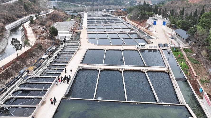 鱘龍魚魚子醬多少錢一斤