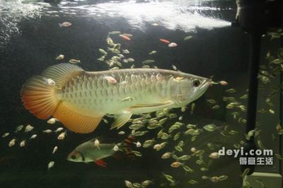 寶石龍魚和高背哪個好：寶石龍魚與高背龍魚的區別