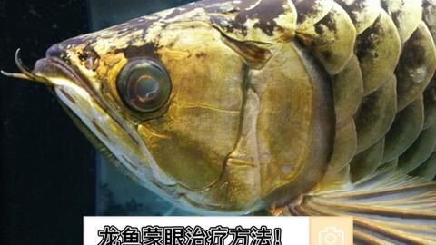龍魚蒙眼嚴重已經破洞怎么辦：龍魚蒙眼嚴重已破洞怎么辦龍魚蒙眼嚴重已經破洞怎么辦