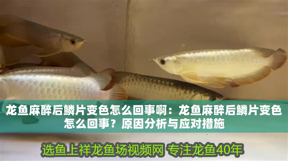 龍魚麻醉后鱗片變色怎么回事啊：龍魚麻醉后鱗片變色怎么回事？原因分析與應(yīng)對(duì)措施