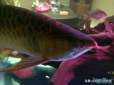 龍魚背上有白色絮狀物【龍魚背上有白色絮狀物可能是水霉病的表現可能是水霉病的表現】