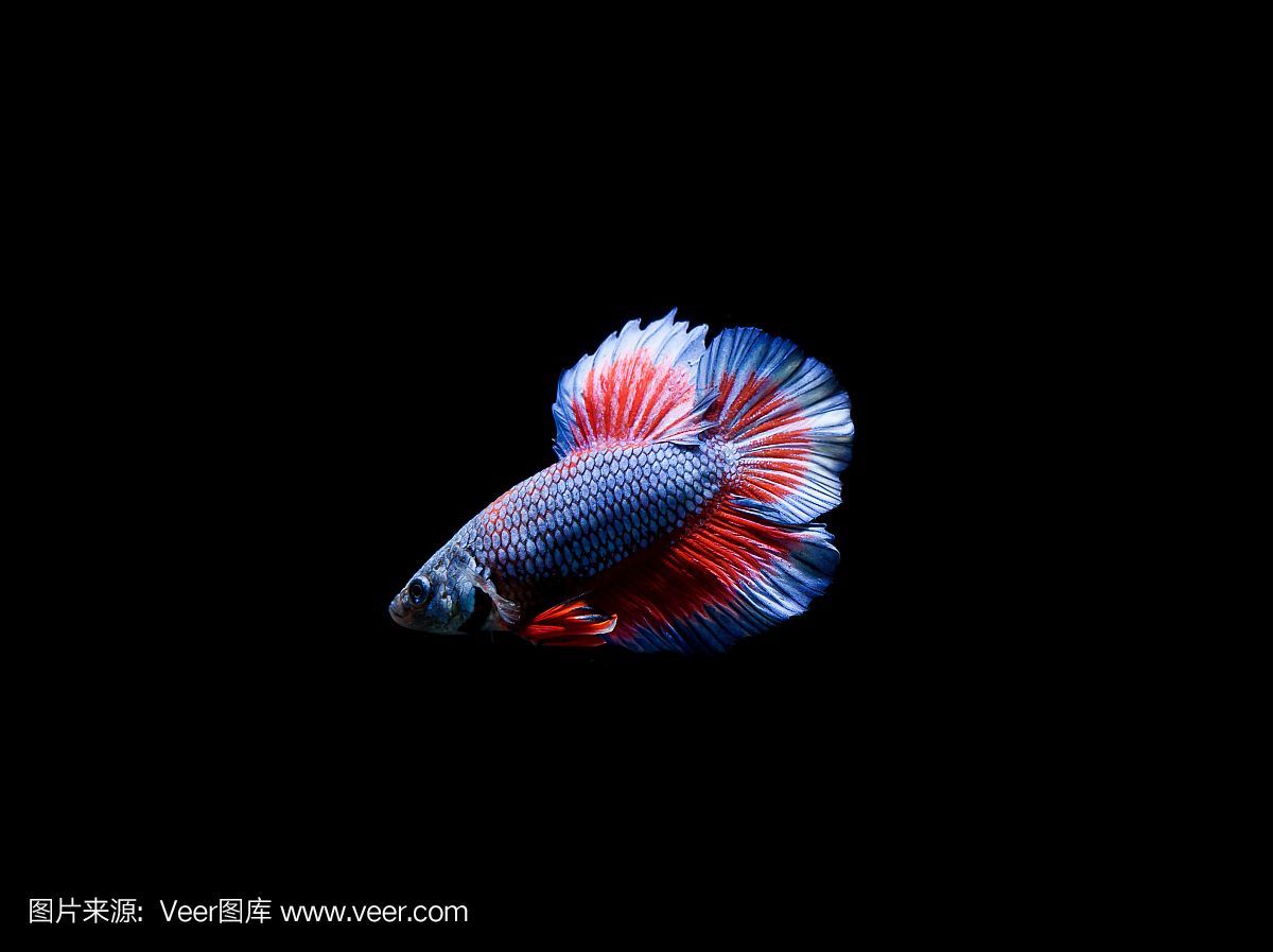 龍魚缸黑底黑背景視頻：關于龍魚缸背景的問題