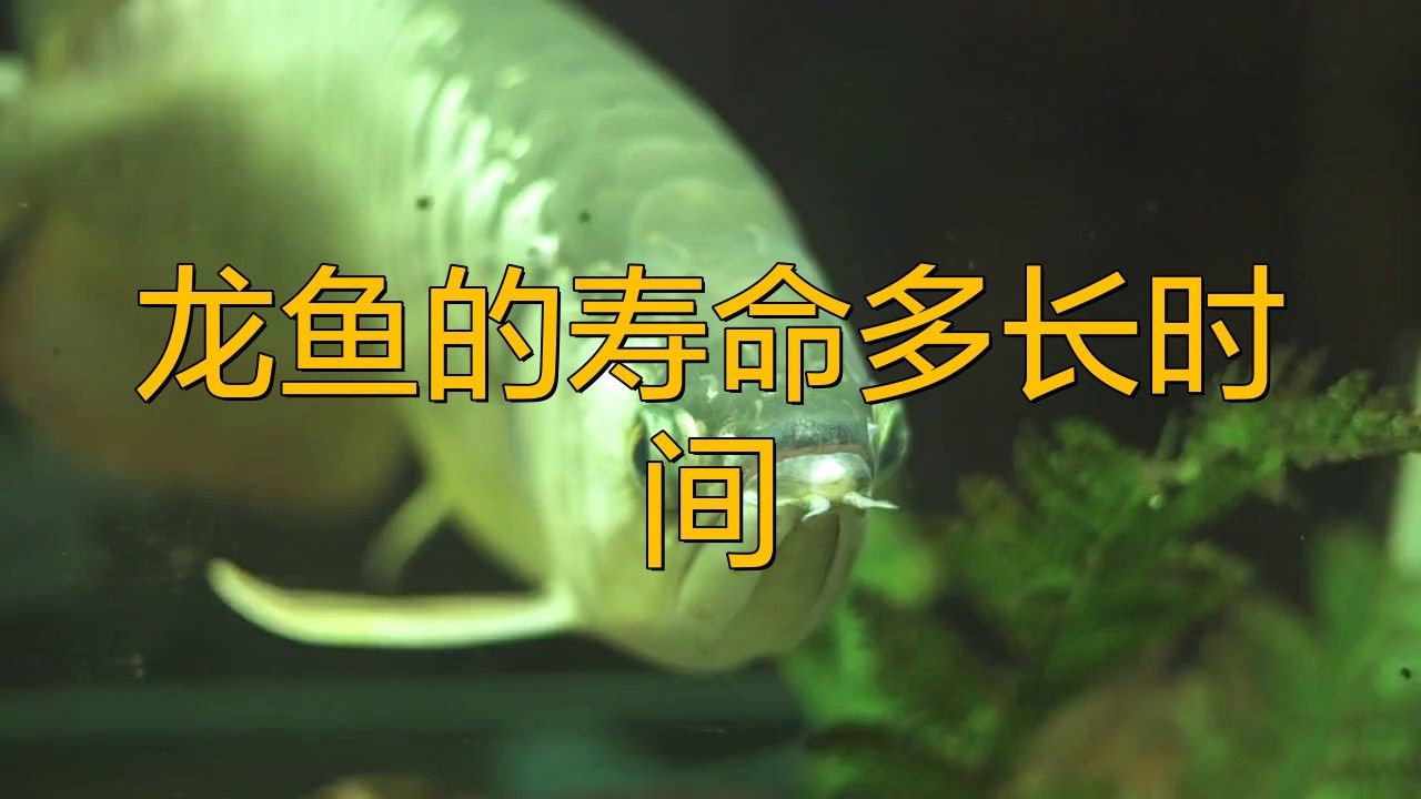 不同品系的龍鳳魚壽命有多長？