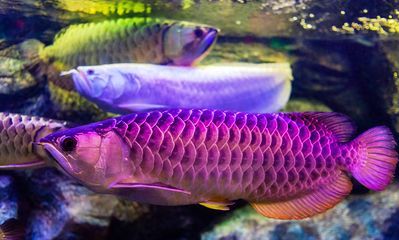 龍魚的成長過程圖：龍魚幼魚期如何喂養龍魚成長過程圖解龍魚成長過程圖解 龍魚的成長過程圖：龍魚幼魚期如何喂養龍魚成長過程圖解龍魚成長過程圖解 龍魚百科 第1張