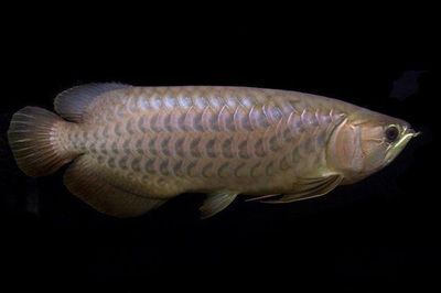 龍魚的成長過程圖：龍魚幼魚期如何喂養龍魚成長過程圖解龍魚成長過程圖解 龍魚的成長過程圖：龍魚幼魚期如何喂養龍魚成長過程圖解龍魚成長過程圖解 龍魚百科 第4張