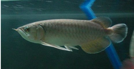 龍魚的成長過程圖：龍魚幼魚期如何喂養龍魚成長過程圖解龍魚成長過程圖解 龍魚的成長過程圖：龍魚幼魚期如何喂養龍魚成長過程圖解龍魚成長過程圖解 龍魚百科 第5張
