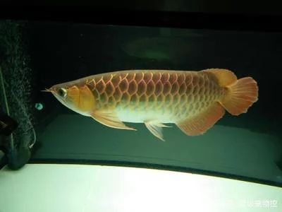 龍魚最適宜的生長溫度是24-29攝氏度：關于龍魚生長溫度的詳細信息