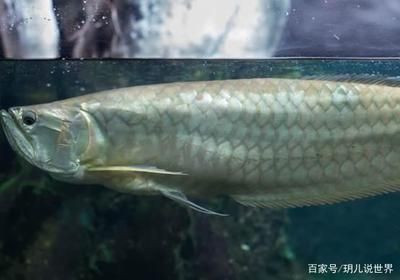 金龍魚最佳溫度，養(yǎng)金龍魚的最佳溫度范圍是24至29攝氏度，金龍魚夏季保溫技巧