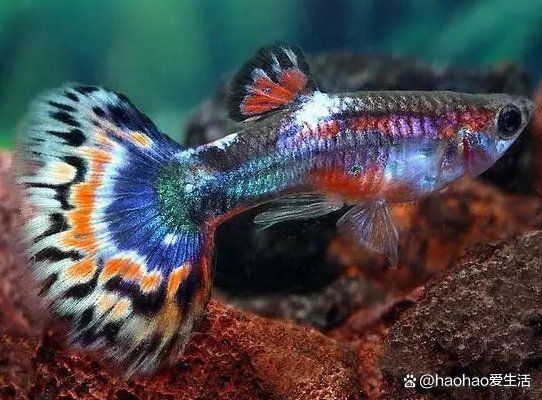 孔雀魚和鳳尾魚