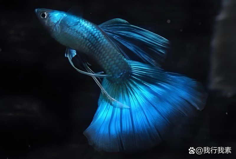 孔雀魚和鳳尾魚