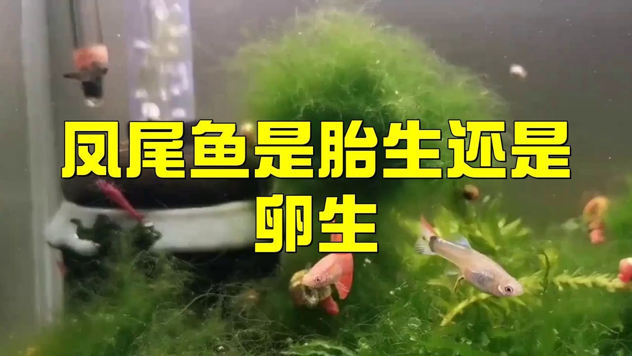 孔雀魚和鳳尾魚
