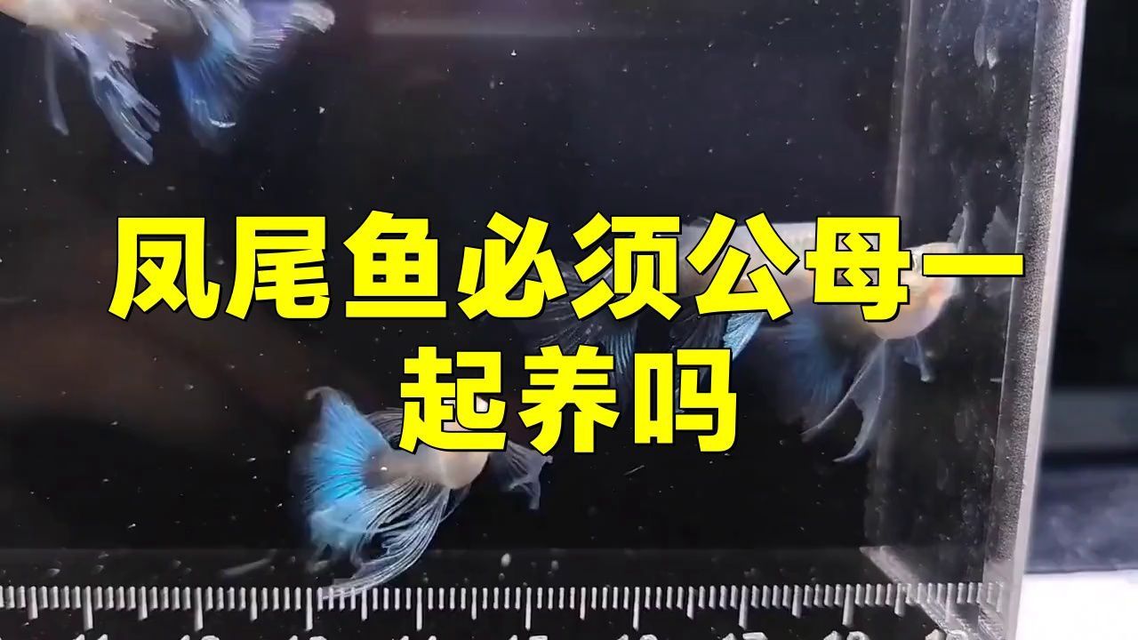 孔雀魚和鳳尾魚