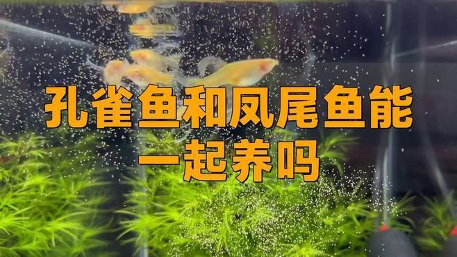 孔雀魚和鳳尾魚