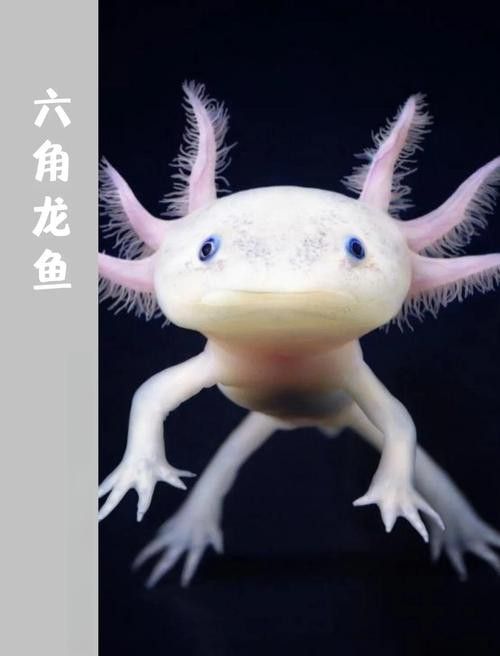 六角龍魚多少錢一只？