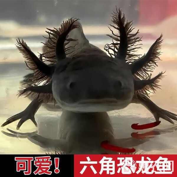 六角龍魚多少錢一只？