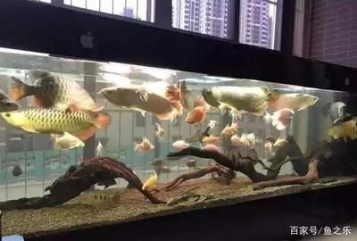 養龍魚時，選擇合適的魚缸寬度是非常重要的，這關系到龍魚的發育：養龍魚時選擇一個寬度不少于60厘米的魚缸是合適的
