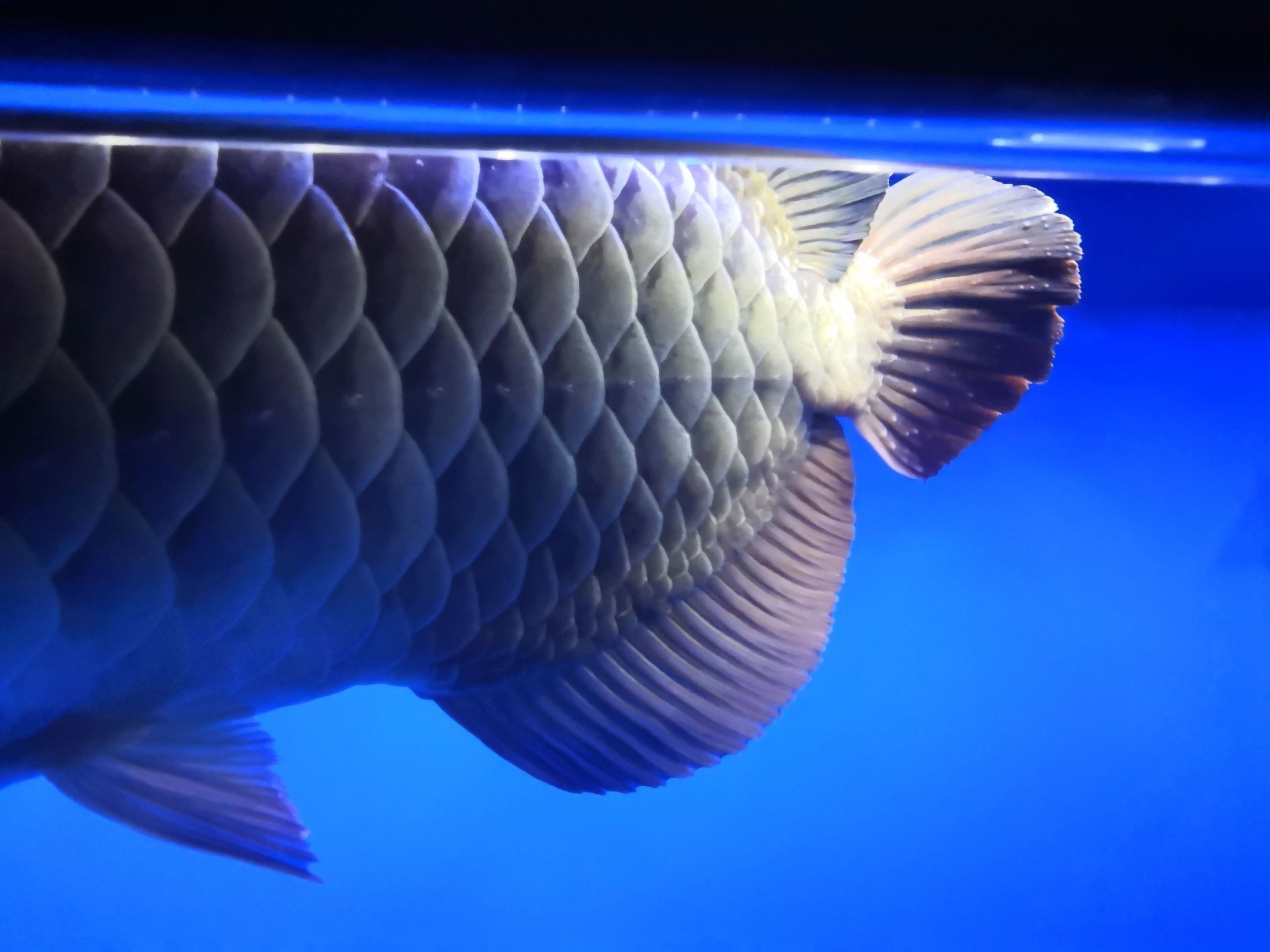 龍魚尾巴上有白色疙瘩怎么治療圖片：如何治療龍魚尾巴上的白色疙瘩
