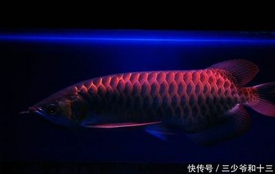 金龍魚小時候長什么樣子：金龍魚幼年期圖片金龍魚的飼養標準金龍魚的養殖方法