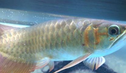 紅龍魚浮頭怎么回事：紅龍魚浮頭可能是由于多種原因引起的，紅龍魚浮頭怎么回事