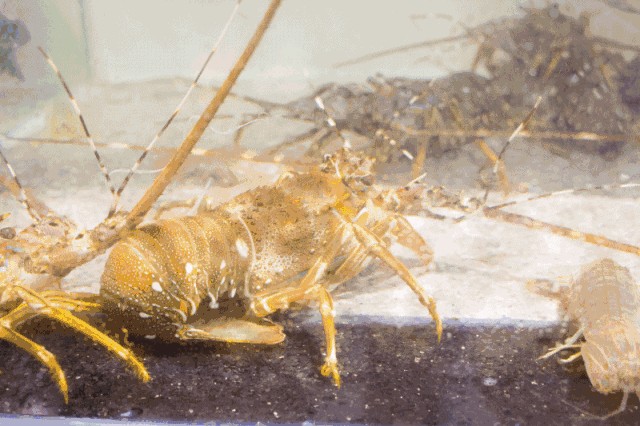 福建龍巖金龍魚經銷商有哪些（福建龍巖金龍魚經銷商）