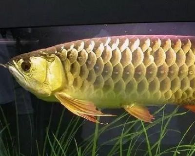 rdc龍魚（rdc龍魚場專注于紅龍魚的養(yǎng)殖和繁育）