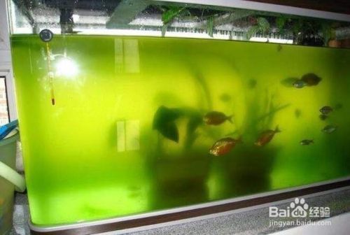 龍魚缸ph值5.0偏酸怎么調理：如何自然調節魚缸ph值，ph值調節劑的使用注意事項