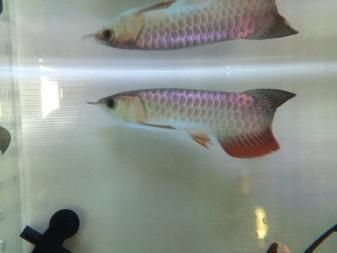 金龍魚苗和紅龍魚苗的區別：金龍魚苗和紅龍魚苗區別