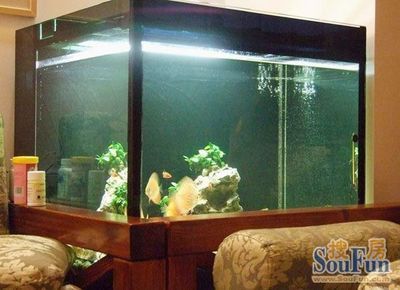 樓房魚缸放在什么位置好（魚缸風水擺放的科學依據）